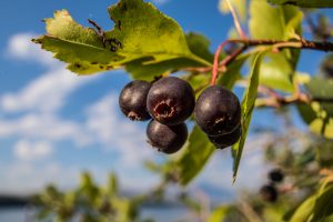 15 Best Health Benefits of Serviceberry for Children