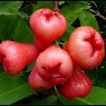 Is Eating Wax Apples Safe for People with Diabetes?