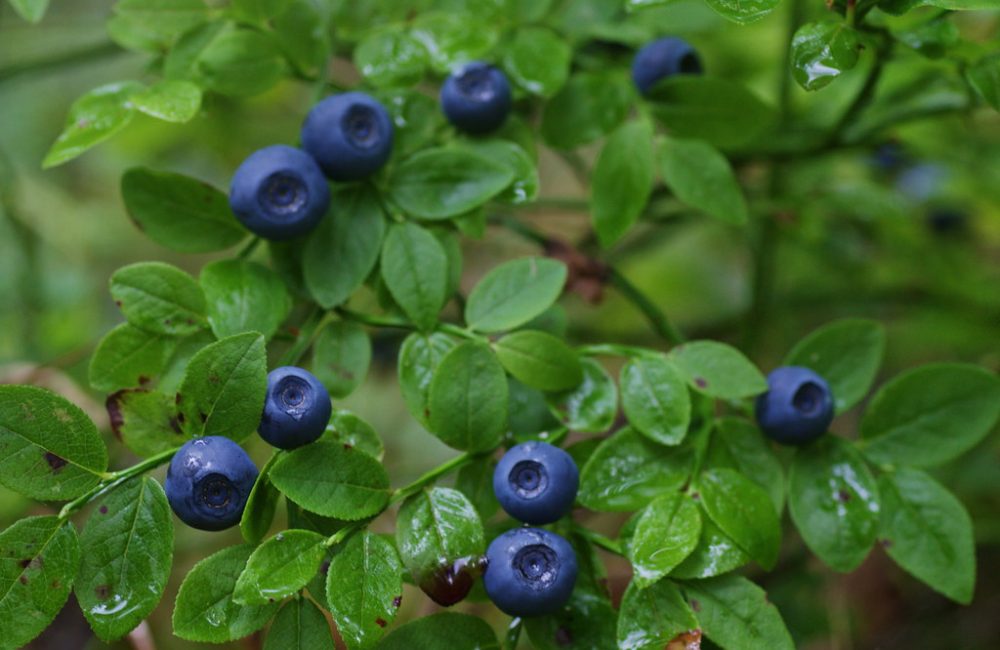 Bilberries