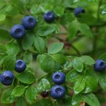 15 Best Health Benefits of Bilberry for Women