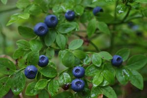 15 Best Health Benefits of Bilberry for Women
