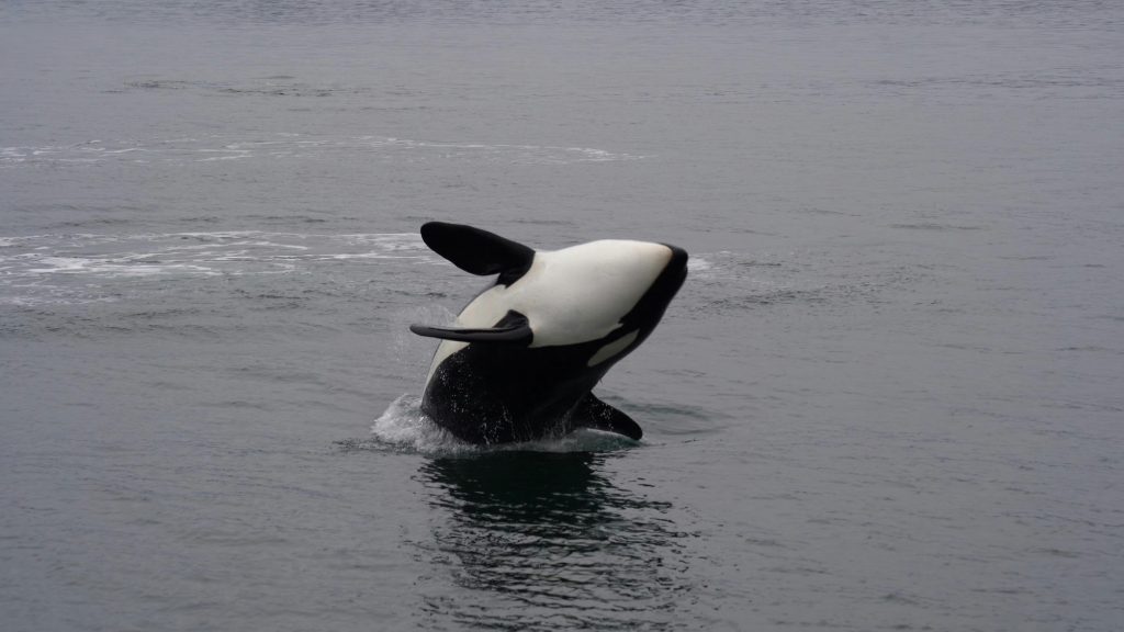 15 Surprising Facts About Orcas (Killer Whales)