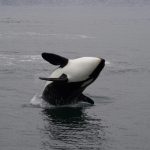 15 Surprising Facts About Orcas (Killer Whales)