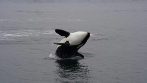 15 Surprising Facts About Orcas (Killer Whales)