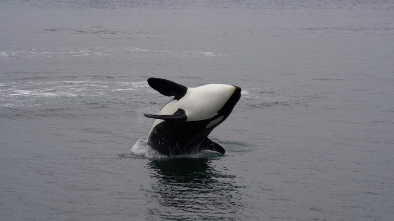 15 Surprising Facts About Orcas (Killer Whales)
