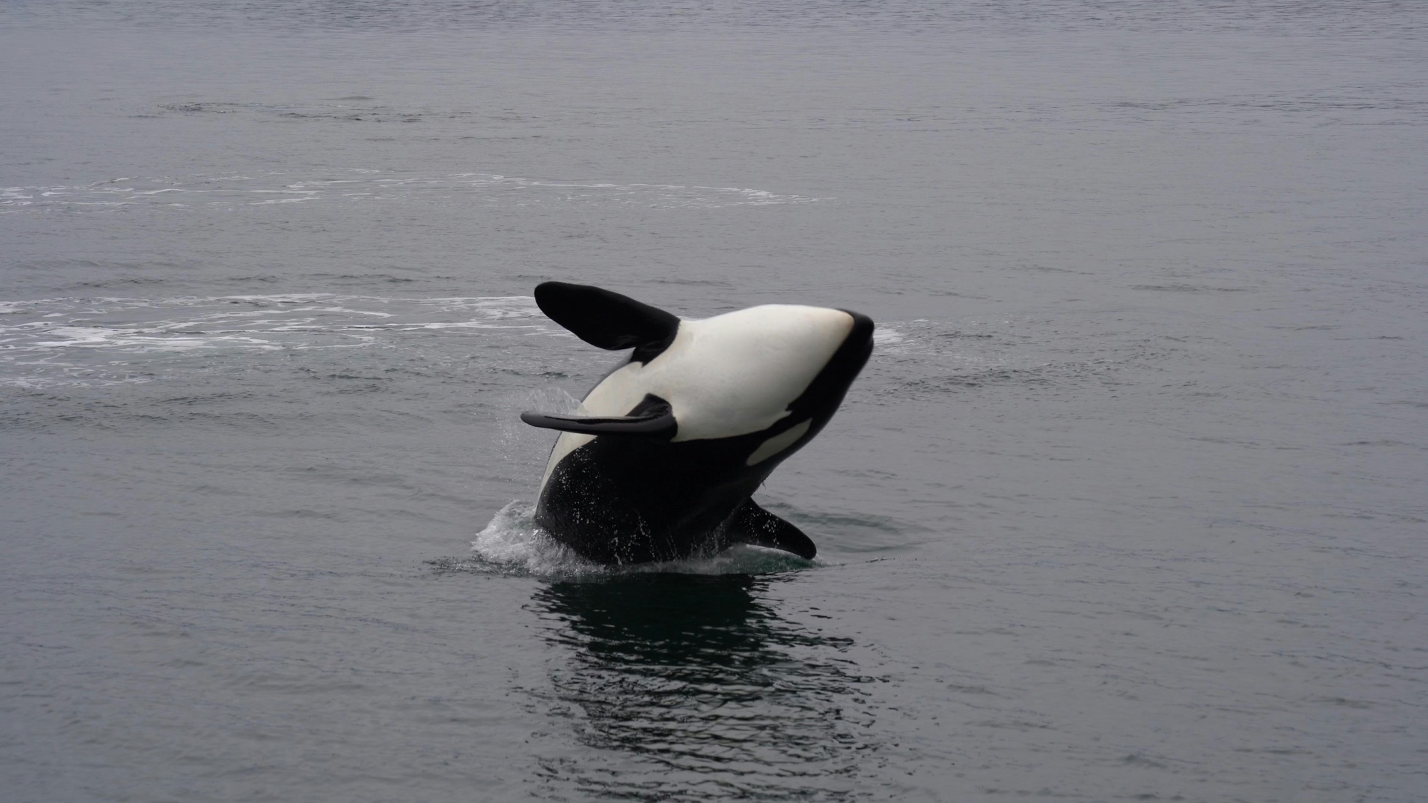 15 Surprising Facts About Orcas (Killer Whales) 1 32fa0aca 922c 4e51 b3bf f9629e6ff3f7 1