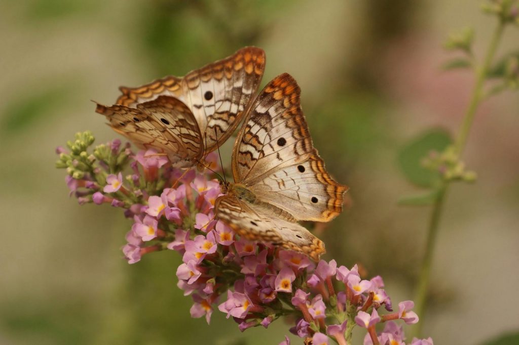 How to Attract More Bees and Butterflies to Your Garden 1 How to Attract More Bees and Butterflies to Your Garden