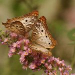 How to Attract More Bees and Butterflies to Your Garden