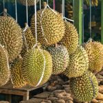 15 Amazing Health Benefits of Durian Fruit You Should Know About
