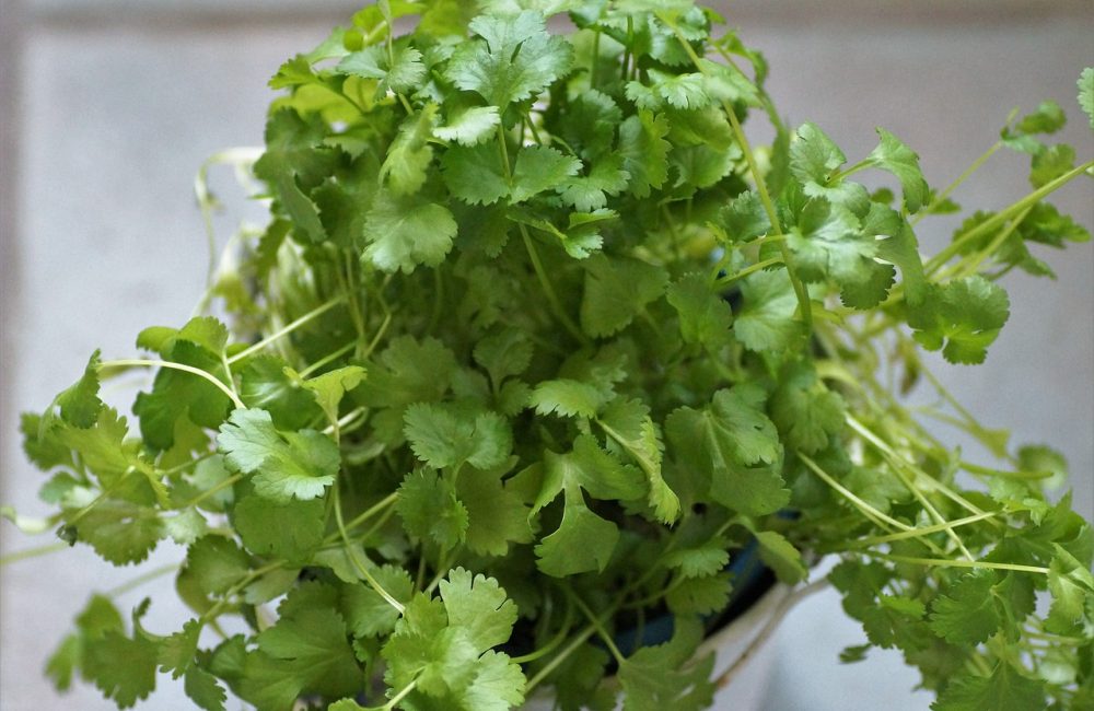 cilantro