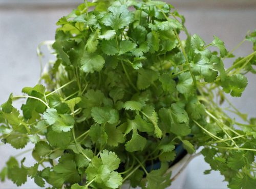 cilantro