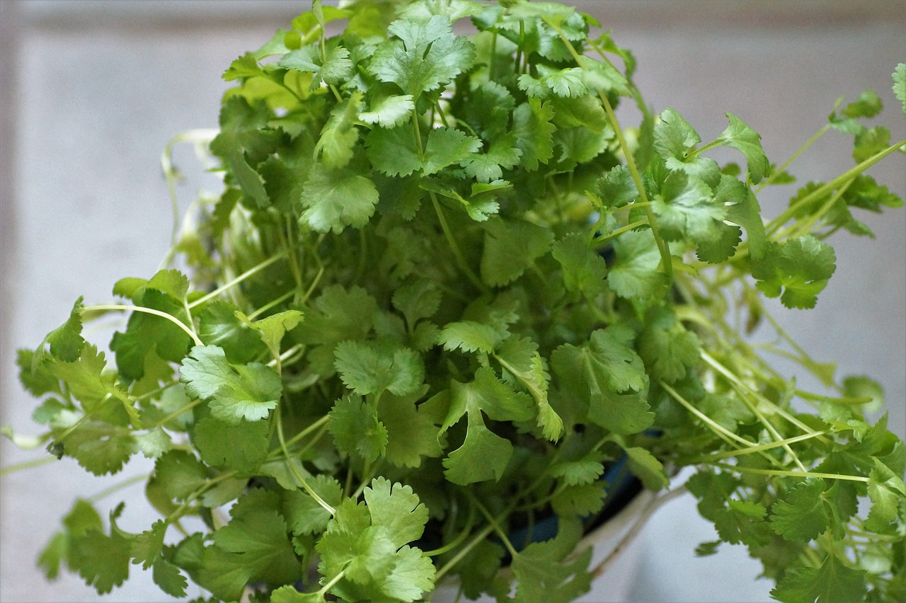 cilantro