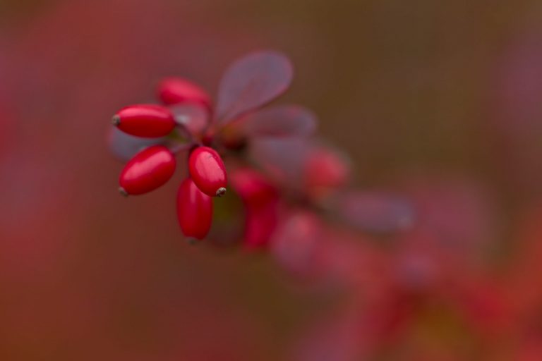 13 Best Foods Rich in Berberine for Metabolic Enhancement