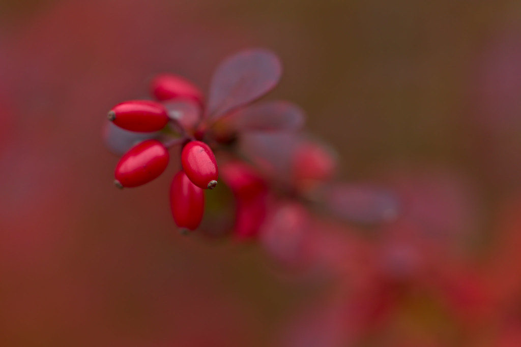 13 Best Foods Rich in Berberine for Metabolic Enhancement 1 13 Best Foods Rich in Berberine for Metabolic Enhancement