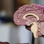 14 Best Foods for Brain Health and Cognitive Function