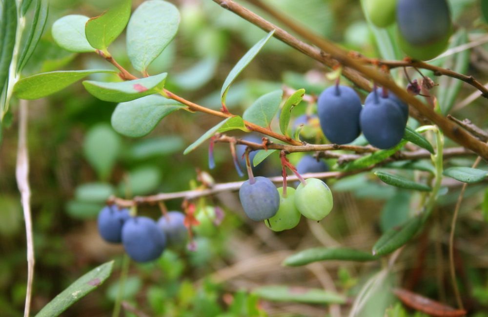 Bilberry