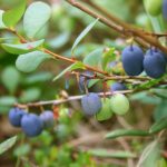 13 Amazing Health Benefits of Bilberry