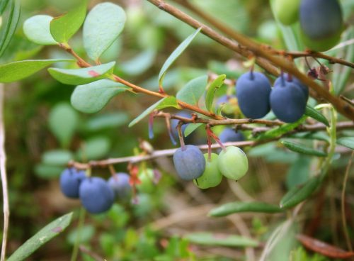 Bilberry
