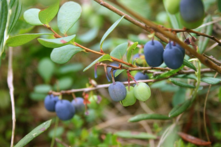 13 Amazing Health Benefits of Bilberry