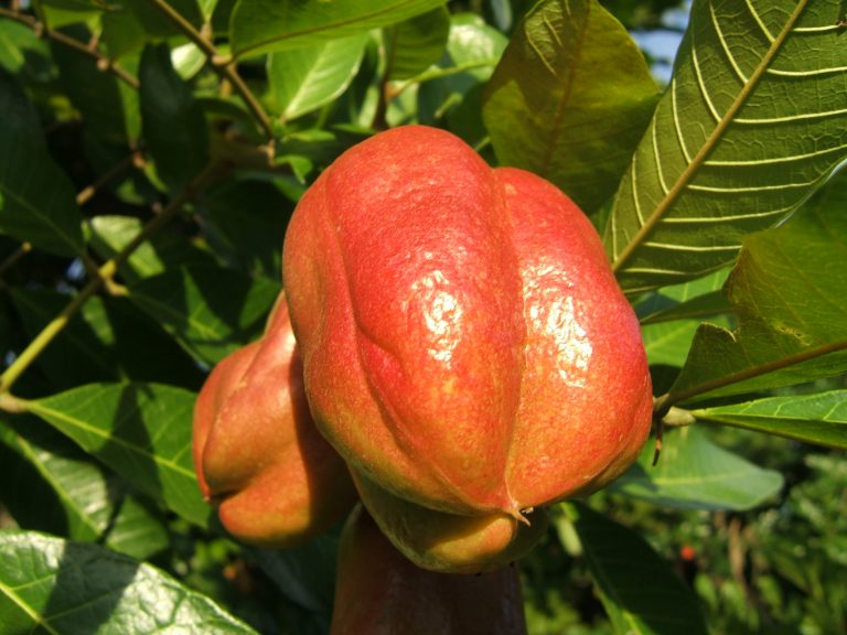 16 Best Health Benefits of Ackee for Men