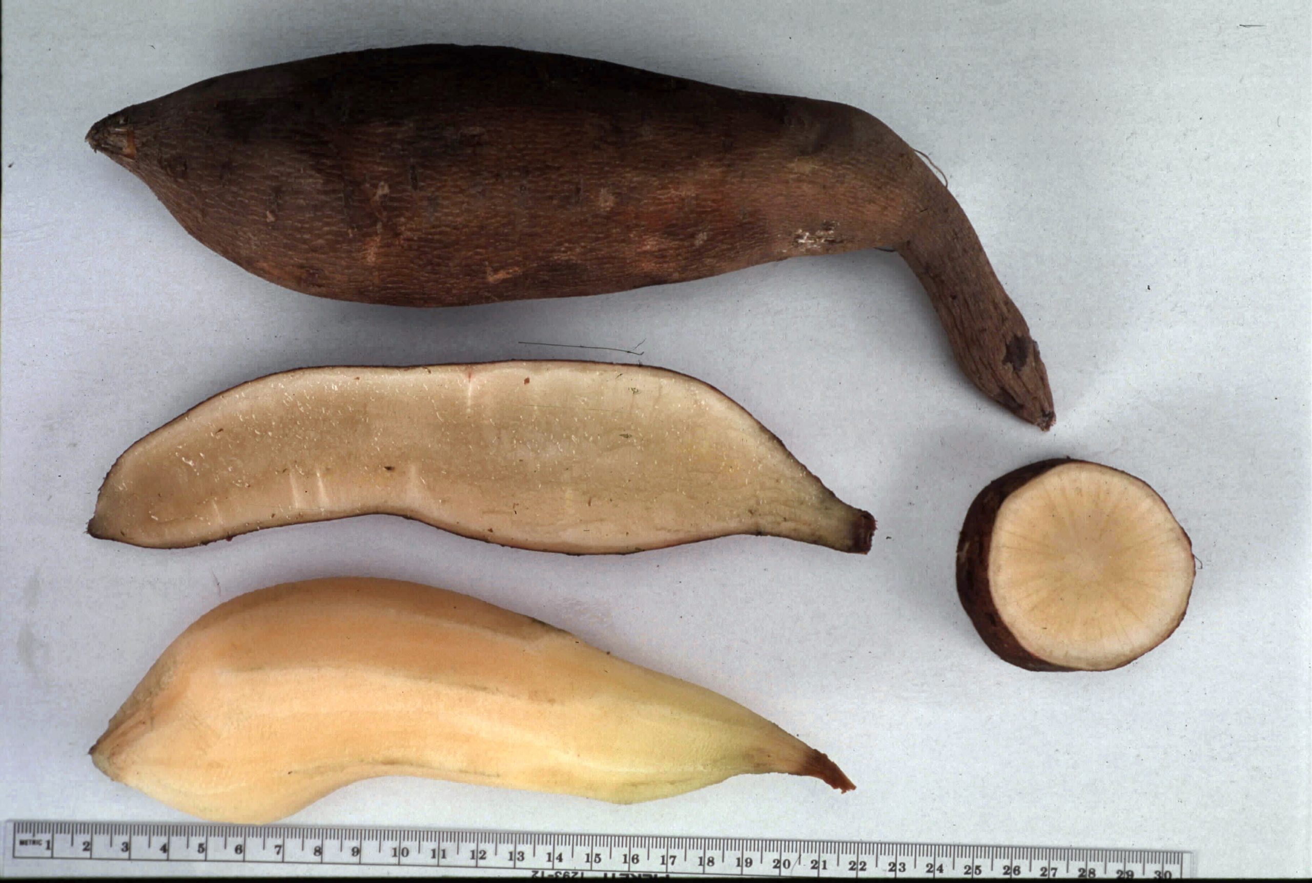 Is Yacon Syrup Safe for People with Diabetes? 1 49bda0fd f807 41b7 8135 3075192900f5 scaled