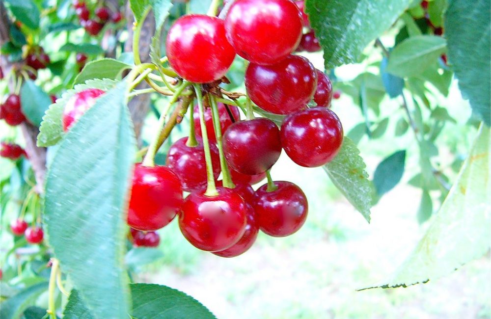 Tart Cherry