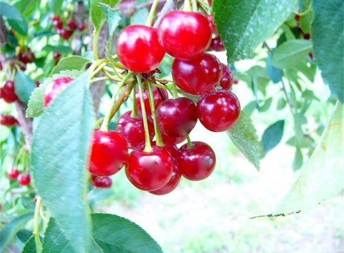 Tart Cherry
