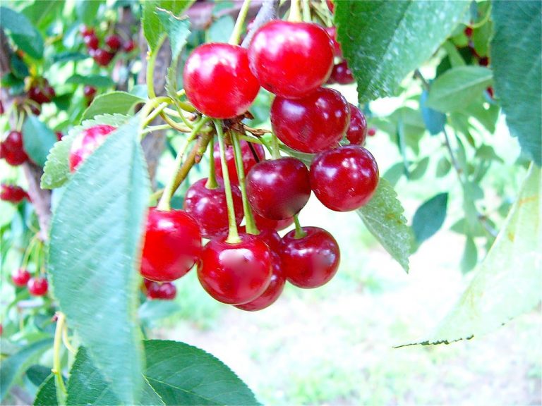 Is Tart Cherry Juice Healthy for You? 15 Benefits You Should Know About