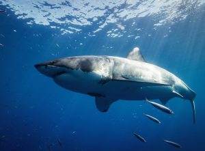 15 Surprising Facts About Great White Sharks