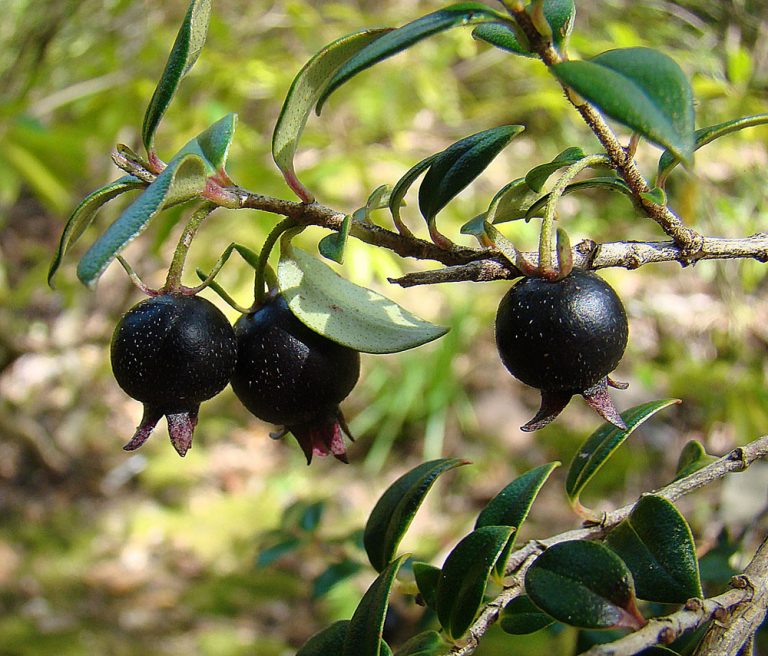 Is Ugni Fruit Good for You?