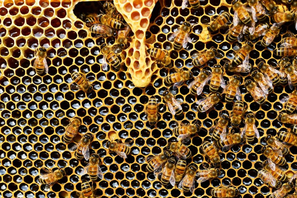 How Do Bees Decide Their Queen? 1 How Do Bees Decide Their Queen?