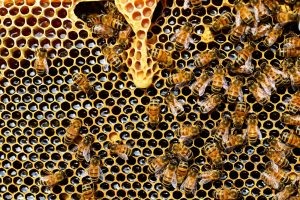 How Do Bees Decide Their Queen?