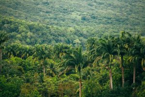 17 Mind-Blowing Facts About the Amazon Rainforest Ecosystem