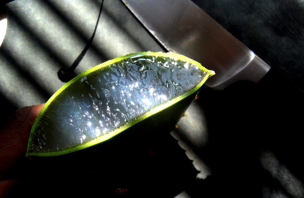 Aloe Vera