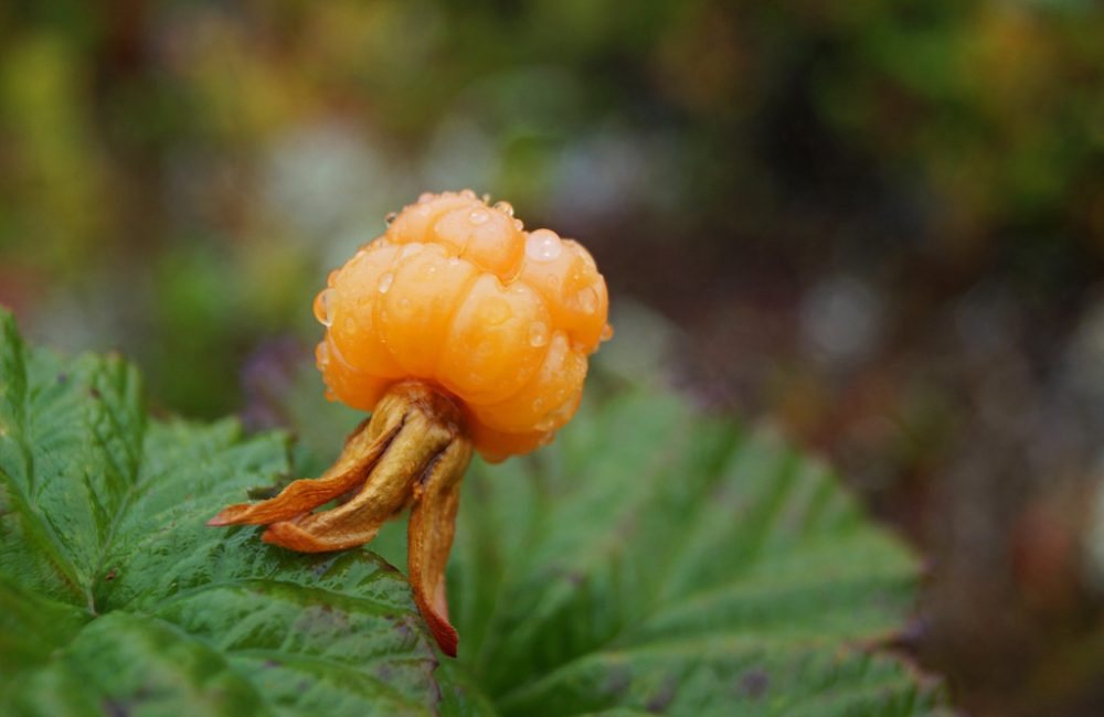 Cloudberry