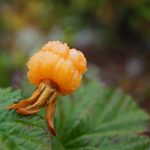 12 Best Health Benefits of Cloudberry for Women