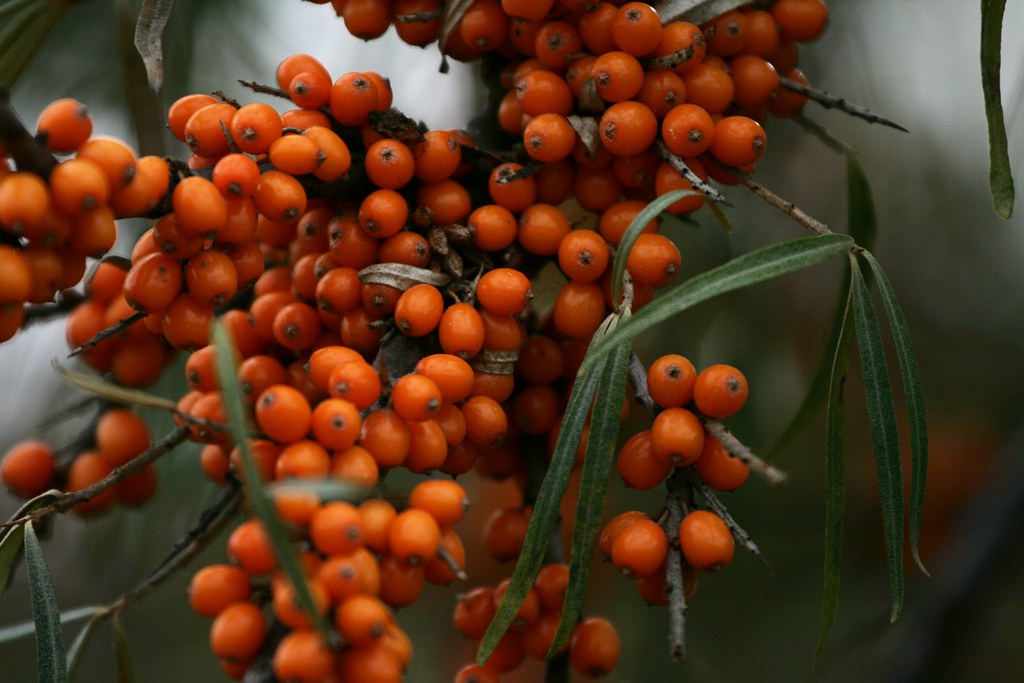 16 Best Health Benefits of Sea Buckthorn