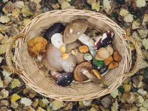 14 Best Mushrooms for People Seeking Immune Support