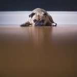 Why Does My Dog Refuse to Learn Any Trick?