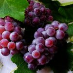 Are Grapes Safe for People with Diabetes?