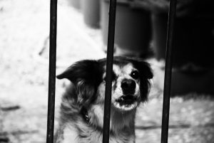 Why Are Smaller Dogs Feistier Than Bigger Ones?