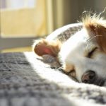 Why Is Your Dog Sneezing Excessively? Top Causes and Effective Solutions