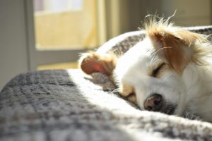 Why Is My Dog Sneezing So Much? Causes and Solutions