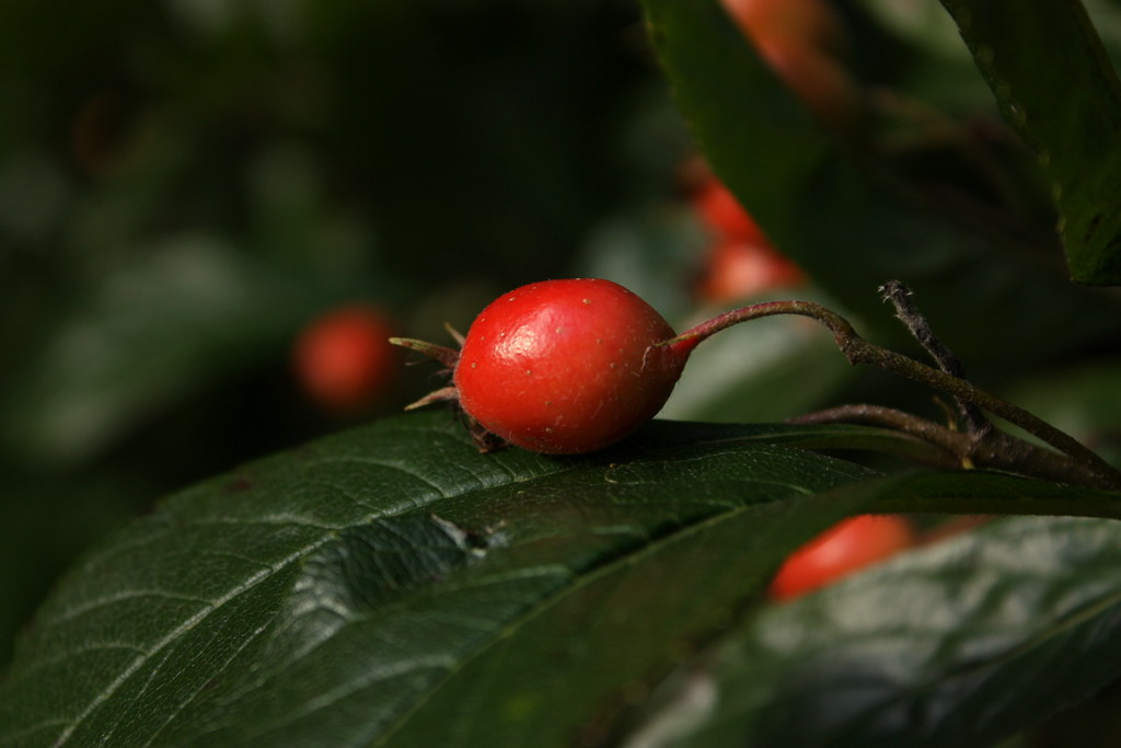 Are Mayhaw Berries Good for You? 1 Are Mayhaw Berries Good for You?