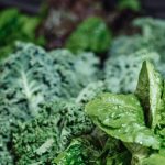 14 Best Foods for Blood Sugar Stabilization and Insulin Sensitivity