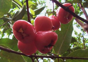 15 Health Benefits of Wax Apple That You Should Take Advantage Of