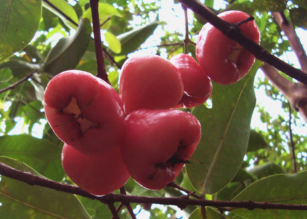 15 Health Benefits of Wax Apple That You Should Take Advantage Of