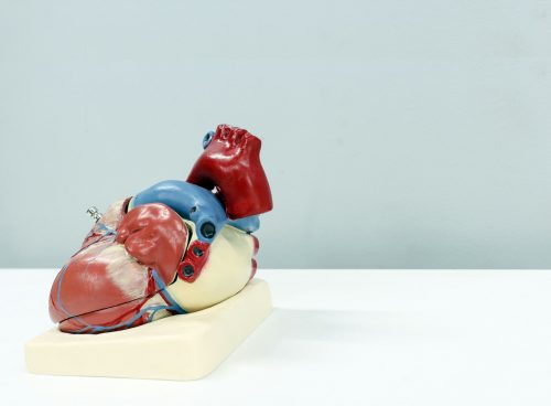 heart organ