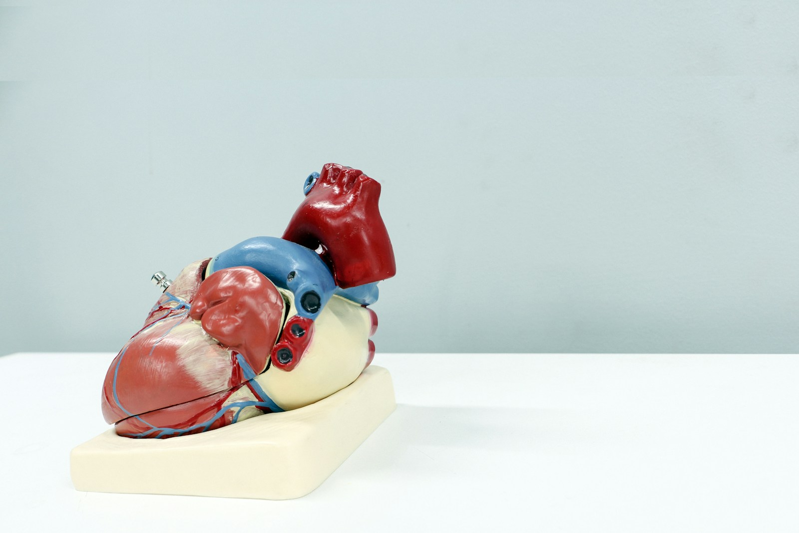 heart organ