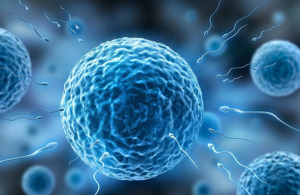 sperm